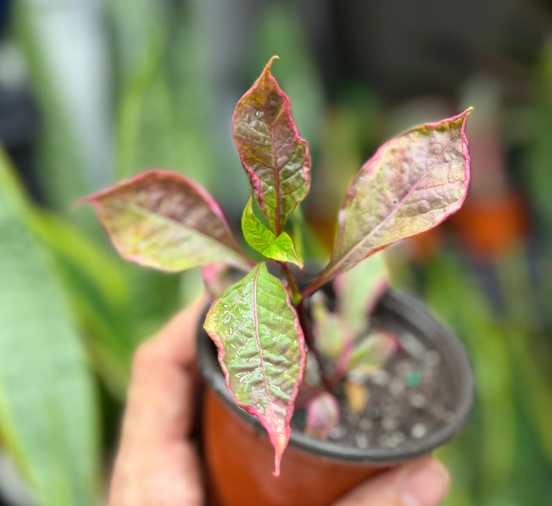 May include: A small plant in a brown plastic pot featuring pointed, textured leaves with a variegated color pattern of deep green, bronze, and vibrant pink edges. The foliage displays a prominent central vein and a slightly crinkled surface texture.