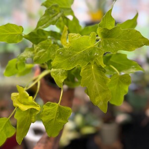 May include: A vibrant lime green Philodendron plant featuring deeply lobed, pointed leaves with a glossy texture. The foliage displays a bright, chartreuse coloration with visible water droplets scattered across the surface of the leaves.