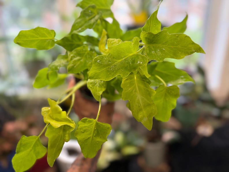 May include: A vibrant lime green Philodendron plant featuring deeply lobed, pointed leaves with a glossy texture. The foliage displays a bright, chartreuse coloration with visible water droplets scattered across the surface of the leaves.