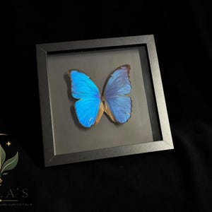 Puede incluir: Un marco cuadrado negro que contiene una mariposa Morpho preservada con alas de color azul iridiscente. La mariposa est&aacute; centrada sobre un fondo gris oscuro dentro del marco. Las alas muestran un color azul vibrante con bordes de color marr&oacute;n oscuro.