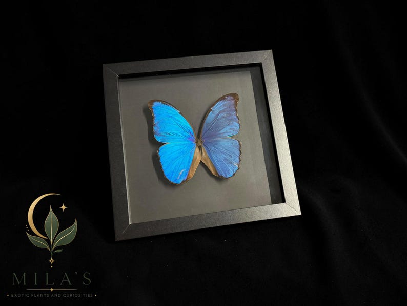 Puede incluir: Un marco cuadrado negro que contiene una mariposa Morpho preservada con alas de color azul iridiscente. La mariposa est&aacute; centrada sobre un fondo gris oscuro dentro del marco. Las alas muestran un color azul vibrante con bordes de color marr&oacute;n oscuro.