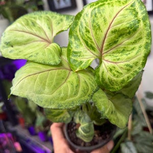 May include: A Syngonium plant featuring arrow-shaped leaves with a variegated pattern of light lime green and darker forest green. The foliage displays prominent pinkish-red veins radiating from the center of each leaf, set in a small dark pot.