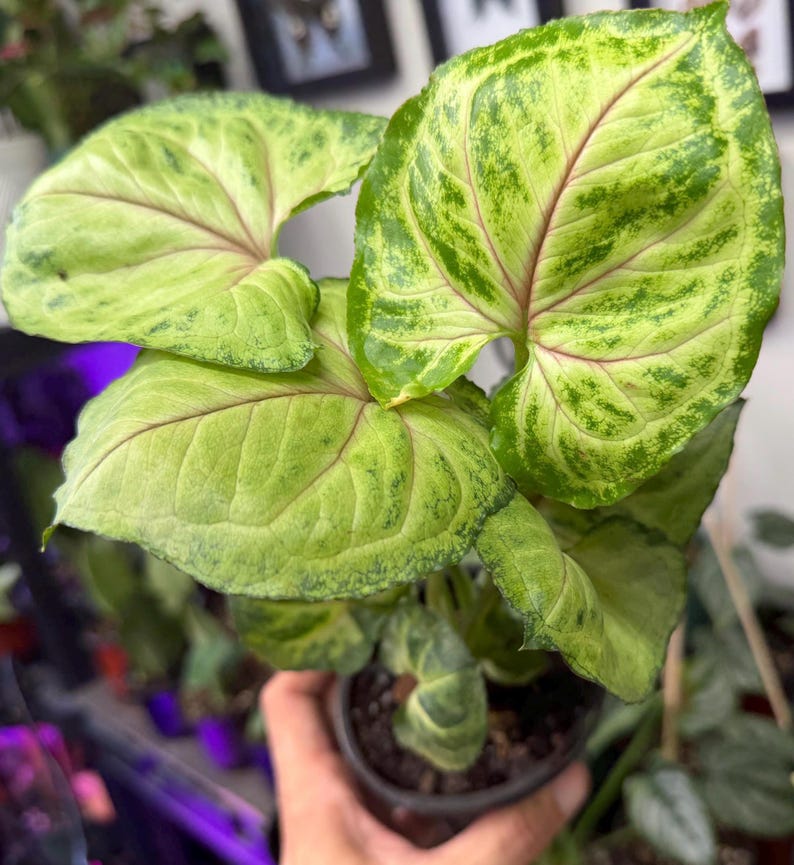 May include: A Syngonium plant featuring arrow-shaped leaves with a variegated pattern of light lime green and darker forest green. The foliage displays prominent pinkish-red veins radiating from the center of each leaf, set in a small dark pot.