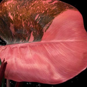 May include: A large, heart-shaped Philodendron leaf featuring a variegated pattern of vibrant pink and deep, mottled bronze-brown tones. The leaf surface displays prominent veins and a smooth texture, attached to a dark reddish-brown stem.