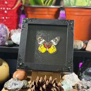 Puede incluir: Un esp&eacute;cimen de mariposa enmarcado con un marco negro adornado. La mariposa tiene marcas amarillas, rojas y blancas en sus alas. El marco se exhibe sobre un caballete de madera, rodeado de cristales y objetos decorativos.