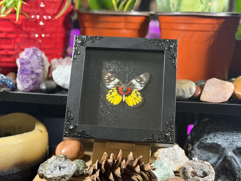 Puede incluir: Un esp&eacute;cimen de mariposa enmarcado con un marco negro adornado. La mariposa tiene marcas amarillas, rojas y blancas en sus alas. El marco se exhibe sobre un caballete de madera, rodeado de cristales y objetos decorativos.