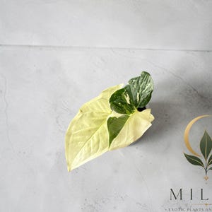 May include: A variegated Syngonium plant featuring arrow-shaped leaves with a mix of creamy white and deep green coloration. The plant is positioned near a logo that reads MILA'S EXOTIC PLANTS AND CURIOSITIES with a crescent moon and leaf icon.
