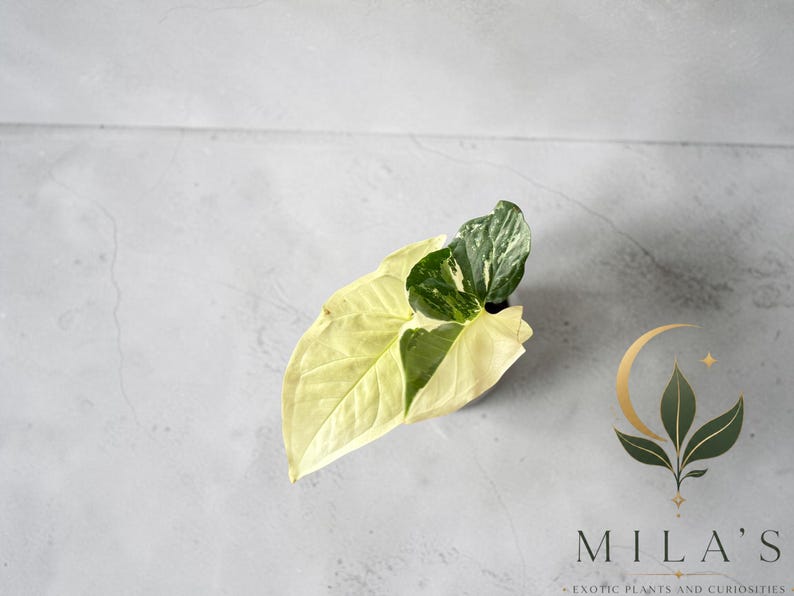 May include: A variegated Syngonium plant featuring arrow-shaped leaves with a mix of creamy white and deep green coloration. The plant is positioned near a logo that reads MILA'S EXOTIC PLANTS AND CURIOSITIES with a crescent moon and leaf icon.