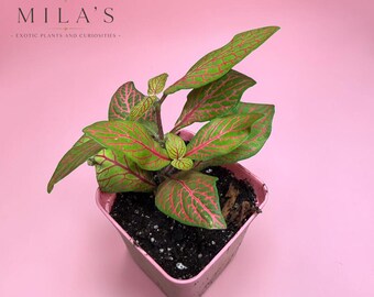 Fittonia Neon Signal (Planta viva) / Planta nerviosa rosa mediana de 7,6 cm (3 pulgadas)