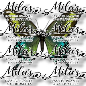 May include: A repeating design featuring a butterfly with green and blue wings. The butterfly image is overlaid with the text "Mila's Exotic Plants & Curiosities" in a decorative font. The design is repeated.