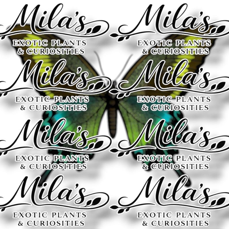 May include: A repeating design featuring a butterfly with green and blue wings. The butterfly image is overlaid with the text "Mila's Exotic Plants & Curiosities" in a decorative font. The design is repeated.