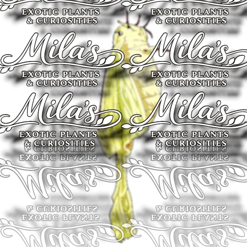 May include: A pale yellow insect with a long, slender body and delicate wings is centered in the image. The text "Mila's Exotic Plants & Curiosities" is repeated multiple times in a decorative font, creating a patterned background.
