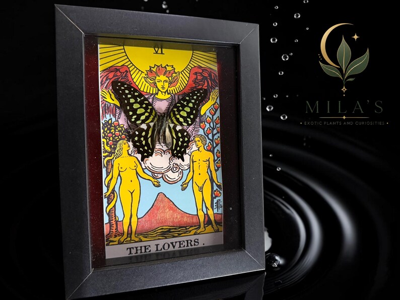May include: A framed tarot card titled The Lovers featuring a central black and yellow butterfly mounted over the illustration of two figures, a sun, and a mountain. The frame is black and rectangular, and the text Mila's Exotic Plants and Curiosities is visible in the upper right corner.