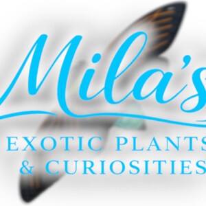 K&ouml;nnte beinhalten: Logo f&uuml;r Mila's Exotic Plants & Curiosities. Das Wort "Mila's" ist in einer flie&szlig;enden, hellblauen Schrift geschrieben. Darunter steht der Text "EXOTIC PLANTS & CURIOSITIES" in einer serifenlosen Schriftart, ebenfalls hellblau. Im Hintergrund ist ein verschwommenes Bild eines Vogelfl&uuml;gels zu sehen.
