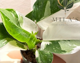 May include: A variegated Philodendron plant with large, heart-shaped leaves featuring a mix of deep green and creamy white patterns. The plant is potted in a dark container. A logo with the text MILA'S EXOTIC PLANTS AND CURIOSITIES is visible.