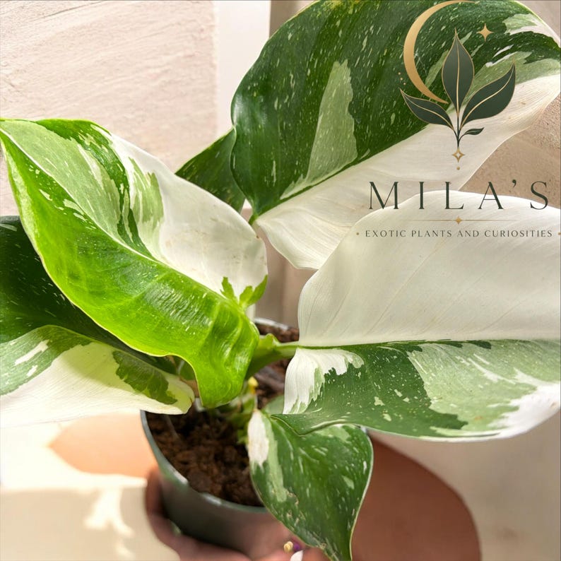 May include: A variegated Philodendron plant with large, heart-shaped leaves featuring a mix of deep green and creamy white patterns. The plant is potted in a dark container. A logo with the text MILA'S EXOTIC PLANTS AND CURIOSITIES is visible.