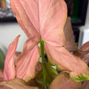 May include: A Syngonium plant featuring arrow-shaped leaves with a prominent pink coloration. The foliage displays a smooth texture with visible green veins and subtle green margins along the edges of the leaves, supported by thin green stems.