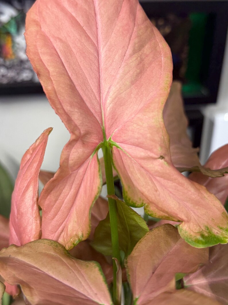 May include: A Syngonium plant featuring arrow-shaped leaves with a prominent pink coloration. The foliage displays a smooth texture with visible green veins and subtle green margins along the edges of the leaves, supported by thin green stems.