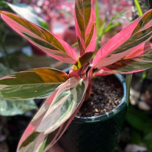 May include: A Stromanthe Triostar plant featuring elongated, lance-shaped leaves with a variegated pattern of vibrant pink, creamy white, and deep forest green. The plant is potted in a dark green, textured ceramic container filled with dark soil.