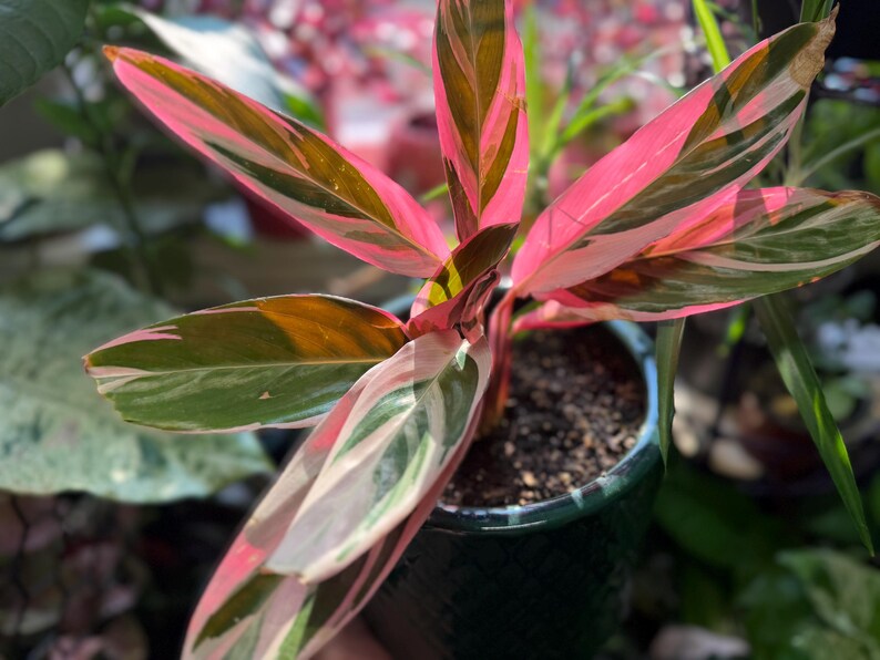 May include: A Stromanthe Triostar plant featuring elongated, lance-shaped leaves with a variegated pattern of vibrant pink, creamy white, and deep forest green. The plant is potted in a dark green, textured ceramic container filled with dark soil.
