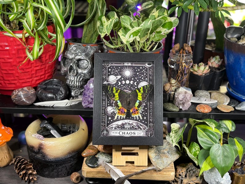 Madagascan Sunset Moth “Chaos” Dorsal Framed Specimen Art | Chrysiridia rhipheus Gothic Rainbow Decor image 5