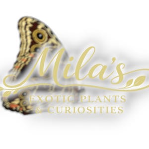 May include: A logo featuring a butterfly wing with brown, gold, and orange patterns. The text "Mila's" is in gold script, with "EXOTIC PLANTS & CURIOSITIES" below. The image has a soft, blurred background.