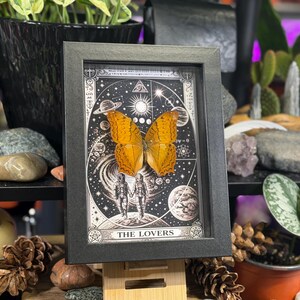 K&ouml;nnte beinhalten: Gerahmtes Kunstwerk mit einem Schmetterling mit orangefarbenen Fl&uuml;geln, vor einem schwarz-wei&szlig;en Himmelsgrund. Das Kunstwerk ist in einem schwarzen rechteckigen Rahmen gerahmt und enth&auml;lt den Text "THE LOVERS" am unteren Rand. Das Kunstwerk wird auf einem Holzst&auml;nder ausgestellt.