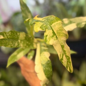 K&ouml;nnte beinhalten: Eine Philodendron Ring of Fire Pflanze mit l&auml;nglichen, gezackten Bl&auml;ttern und panaschierten Mustern in Cremegelb und Dunkelgr&uuml;n. Das Blattwerk weist eine ausgepr&auml;gte, gesprenkelte Optik auf der Oberfl&auml;che jedes spitzen Blattes auf.