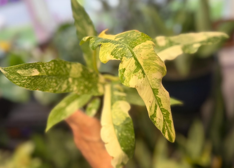 K&ouml;nnte beinhalten: Eine Philodendron Ring of Fire Pflanze mit l&auml;nglichen, gezackten Bl&auml;ttern und panaschierten Mustern in Cremegelb und Dunkelgr&uuml;n. Das Blattwerk weist eine ausgepr&auml;gte, gesprenkelte Optik auf der Oberfl&auml;che jedes spitzen Blattes auf.
