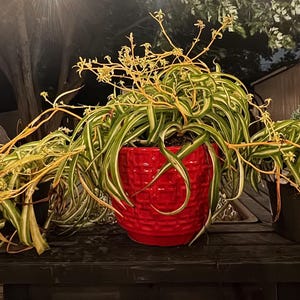 May include: A spider plant in a red ceramic pot sits on a wooden surface. The plant has long, green and white striped leaves and delicate, trailing stems with small flowers. The pot has a textured surface.