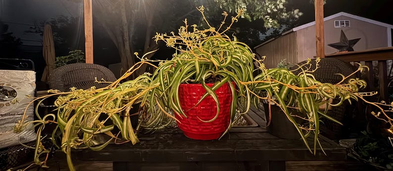 May include: A spider plant in a red ceramic pot sits on a wooden surface. The plant has long, green and white striped leaves and delicate, trailing stems with small flowers. The pot has a textured surface.