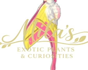 May include: Logo for "Mila's Exotic Plants & Curiosities" featuring a stylized moth with yellow and pink wings. The moth is set against a white background. The text "Mila's" is in a cursive font, with the business name below.