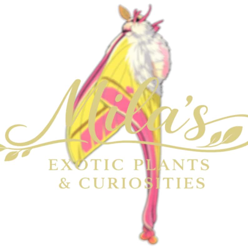 May include: Logo for "Mila's Exotic Plants & Curiosities" featuring a stylized moth with yellow and pink wings. The moth is set against a white background. The text "Mila's" is in a cursive font, with the business name below.