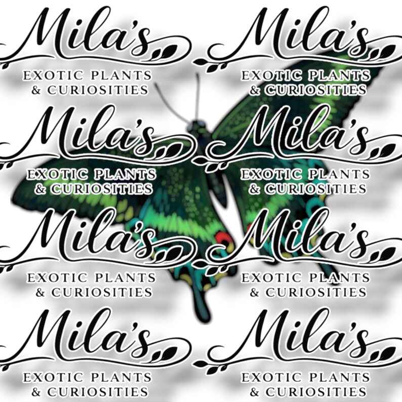 以下が含まれることがあります： 「Mila's Exotic Plants & Curiosities」のテキストをスタイリッシュなスクリプトでデザインしたグラフィックで、複数回繰り返されています。緑と黒の蝶がデザインの中央にあります。