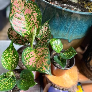Peut inclure: Trois plantes Aglaonema dans des pots individuels. La plus grande plante pr&eacute;sente de larges feuilles pointues avec un motif tachet&eacute; rose et vert vif. Deux plantes plus petites ont des feuilles vert fonc&eacute; avec des taches jaunes et vert clair.