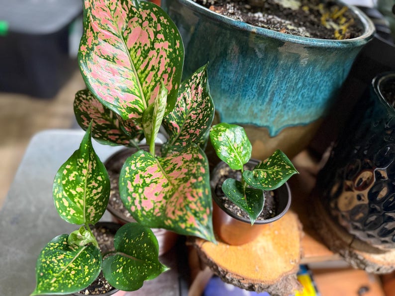 Peut inclure: Trois plantes Aglaonema dans des pots individuels. La plus grande plante pr&eacute;sente de larges feuilles pointues avec un motif tachet&eacute; rose et vert vif. Deux plantes plus petites ont des feuilles vert fonc&eacute; avec des taches jaunes et vert clair.