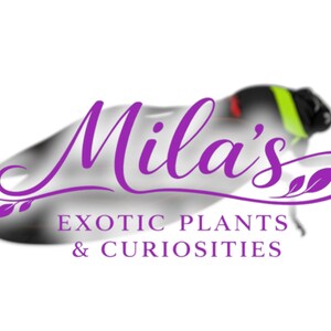 Pode incluir: O logotipo da Mila's Exotic Plants & Curiosities apresenta um inseto estilizado com uma fonte roxa. O inseto tem uma cabe&ccedil;a preta com uma faixa verde e amarela e um detalhe vermelho. O texto &eacute; roxo.