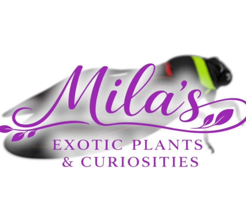 Pode incluir: O logotipo da Mila's Exotic Plants & Curiosities apresenta um inseto estilizado com uma fonte roxa. O inseto tem uma cabe&ccedil;a preta com uma faixa verde e amarela e um detalhe vermelho. O texto &eacute; roxo.