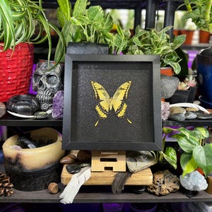 May include: A framed butterfly specimen with yellow and black wings. The butterfly is centered on a black background within a black square frame. The frame is supported by a wooden stand, with plants and decorative items in the background.