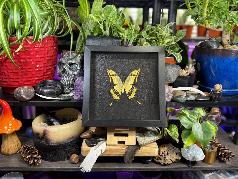 May include: A framed butterfly specimen with yellow and black wings. The butterfly is centered on a black background within a black square frame. The frame is supported by a wooden stand, with plants and decorative items in the background.