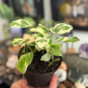 May include: A small potted plant featuring variegated leaves with a mix of creamy white and deep green patterns. The plant is housed in a simple dark brown plastic container filled with dark potting soil, showcasing multiple stems and foliage.