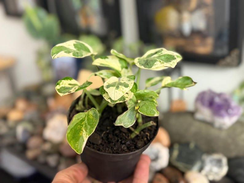 May include: A small potted plant featuring variegated leaves with a mix of creamy white and deep green patterns. The plant is housed in a simple dark brown plastic container filled with dark potting soil, showcasing multiple stems and foliage.