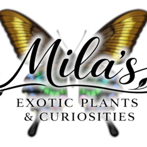 May include: Logo for Mila's Exotic Plants & Curiosities. The logo features a butterfly with gold and brown wings. The text "Mila's" is in elegant script, with "EXOTIC PLANTS & CURIOSITIES" below.