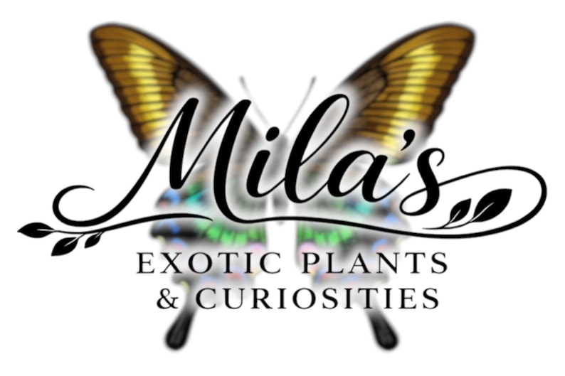 May include: Logo for Mila's Exotic Plants & Curiosities. The logo features a butterfly with gold and brown wings. The text "Mila's" is in elegant script, with "EXOTIC PLANTS & CURIOSITIES" below.