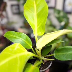 May include: A Philodendron plant featuring vibrant, lime-green and yellow variegated leaves. The plant has a central stem with multiple elongated, pointed leaves extending outward, some showing a bright chartreuse hue and others a creamy yellow.