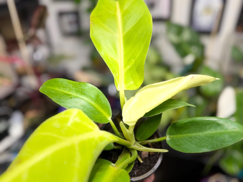 May include: A Philodendron plant featuring vibrant, lime-green and yellow variegated leaves. The plant has a central stem with multiple elongated, pointed leaves extending outward, some showing a bright chartreuse hue and others a creamy yellow.