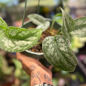 May include: A Scindapsus pictus plant in a dark green hanging pot. The heart-shaped leaves are variegated with deep green centers and silvery-grey patches. The plant features multiple stems extending from the soil, with foliage spreading outward.