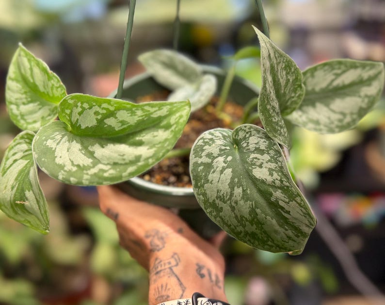 May include: A Scindapsus pictus plant in a dark green hanging pot. The heart-shaped leaves are variegated with deep green centers and silvery-grey patches. The plant features multiple stems extending from the soil, with foliage spreading outward.
