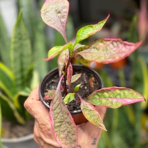 May include: A small potted plant featuring variegated leaves with a mix of vibrant pink and light green colors. The plant has a dark central stem and is housed in a simple black plastic nursery pot filled with dark potting soil.