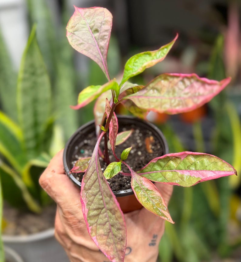 May include: A small potted plant featuring variegated leaves with a mix of vibrant pink and light green colors. The plant has a dark central stem and is housed in a simple black plastic nursery pot filled with dark potting soil.